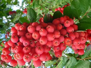 Pihlakas ´Alaja krupnaja´ (Sorbus)