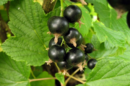 Must sõstar ´Albos´ (Ribes nigrum) - noortaim P11 pott