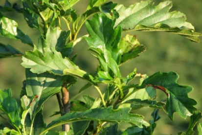 Sanglepp ´Quercifolia´ (Alnus glutinosa)