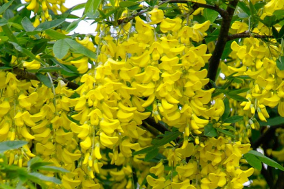 Alpi kuldvihm (Laburnum alpinum)