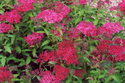 Jaapani enelas ´Arnoldii´ (Spiraea japonica)