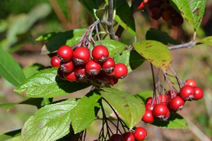 Punane aroonia (Aronia arbutifoila) 1 m kõrgusel tüvel