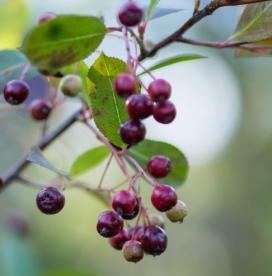 Aroonia ´Hugin´ (Aronia) - noortaim