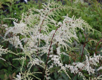Astilbe ‘Moccachino’ (Astilbe)