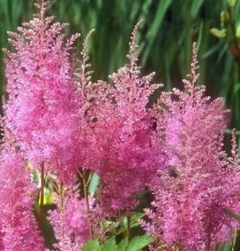 Astilbe ´Gloria´ (Astilbe)