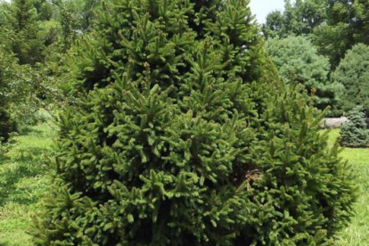 Harilik kuusk ´Barryl´ (Picea abies)  - Ainult tellimisel