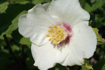 Ebajasmiin ´Belle Etoile´ (Philadelphus)