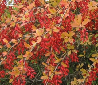 Amuuri kukerpuu (Berberis amurensis) - noortaim kuni 20 cm