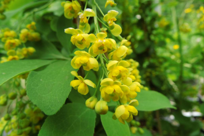 Korea kukerpuu (Berberis koreana)