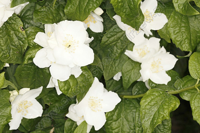 Ebajasmiin ´Bialy Karzel´ (Philadelphus)