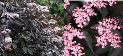 Must leeder ´Black Beauty´ (Sambucus nigra) - Tellimisel