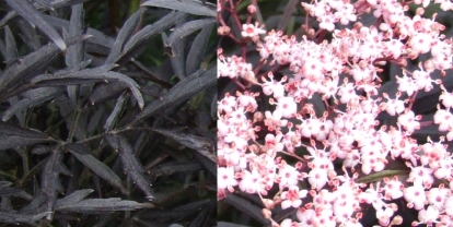 Must leeder ´Black Lace´ (Sambucus nigra) - Tellimisel