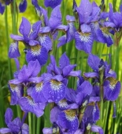 Siberi võhumõõk ´Blue Boy´ (Iris sibirica)