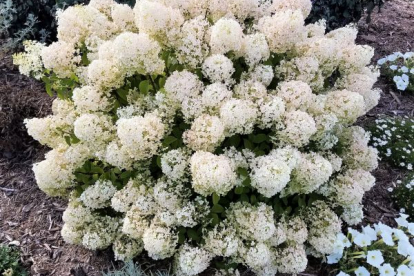 Aedhortensia ´Bobo´ (Hydrangea paniculata)