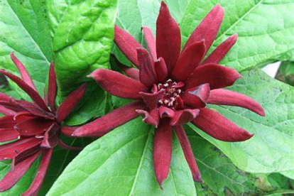 Viljakas vürtspõõsas (Calycanthus floridus)