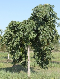 Leinajalakas ´Camperdownii´ (Ulmus glabra) - Tellimisel