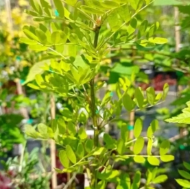 Väike läätspuu ´Aurea´ (Caragana frutex)
