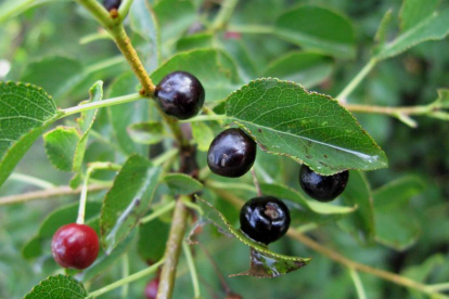 Lõhnav Kirsipuu (Cerasus mahaleb)