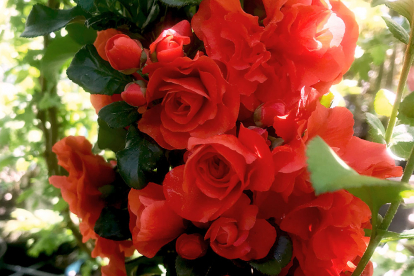 Ebaküdoonia ´Orange Storm´ (Chaenomeles)