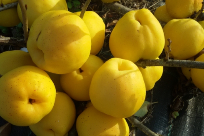 Jaapani ebaküdoonia ´Rasa´ (Chaenomeles japonica)