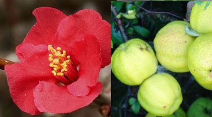 Kaunis ebaküdoonia ´Rubra Grandiflora´ (Chaenomeles superba)