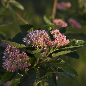 Kääbuspihlakas (Chamaemespilus alpina)