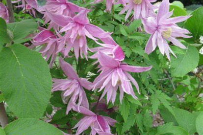 Elulõng ´Markham´s Pink´ (Clematis macropetala)