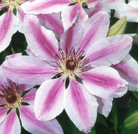 Elulõng ´Nelly Moser´ (Clematis)