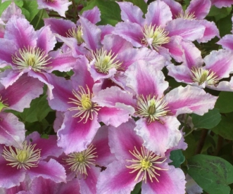 Elulõng ´Piilu´ (Clematis)