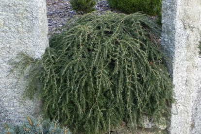 Kanada tsuga ´Cole´ (Tsuga canadensis)