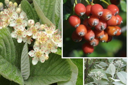 Tuhkpihlakas ´Lutescens´ (Sorbus aria)