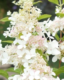 Aedhortensia ´Confetti´ (Hyrdrangea paniculata)