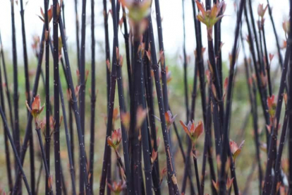 Siberi kontpuu ´Kesselringii´ (Cornus sibirica)