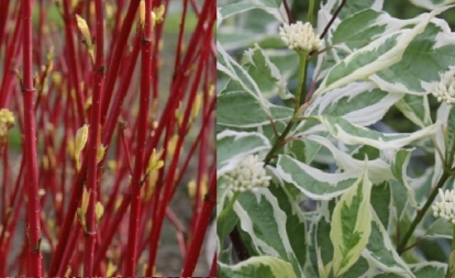 Siberi kontpuu ´Elegantissima´  (Cornus alba) - Tellimisel ja p11 pott