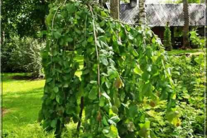 Harilik sarapuu ´Pendula´ (Corylus avellana)