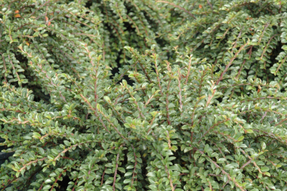 Liibuv tuhkpuu ´Little Gem´ (Cotoneaster)