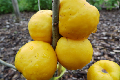 Jaapani ebaküdoonia ´Cydo´ (Chaenomeles japonica)