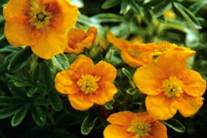 Põõsasmaran ´Mango Tango´ (Potentilla fruticosa)