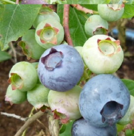 Mustikas ´Denise Blue´ (Vaccinum)