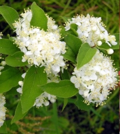 Amuuri Deutsia (Deutzia amurensis) - Tellimisel