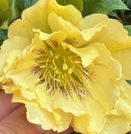 Lumeroos ´Double Ellen Yellow´ (Helleborus)