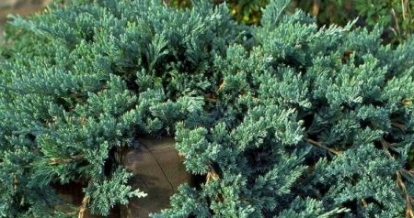 Roomav kadakas ´Douglasii´ (Juniperus horizontalis)