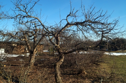 Viljapuude lõikus - väike puu - (Kevadel)