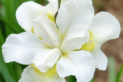 Siberi võhumõõk ´Ester C.D.M.´ (Iris sibirica)