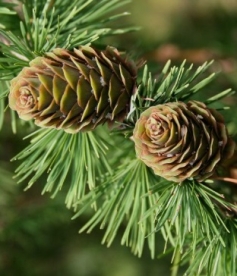 Eurojaapani lehis (Larix x marschlinsii)