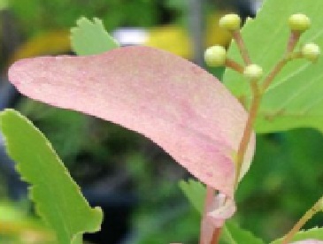 Harilik pärn ´Firecracer´ (Tilia cordata)