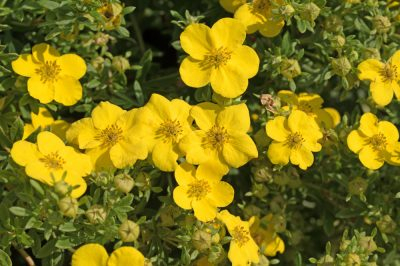Põõsasmaran ´Fridhem´ (Potentilla fruticosa)