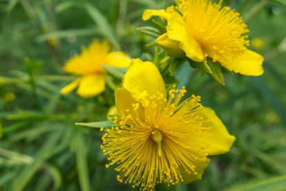 Kalmi naistepuna ´Gemo´ (Hyperiucum kalmianum)