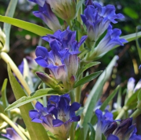 Dauuria emajuur (Gentiana daurica)