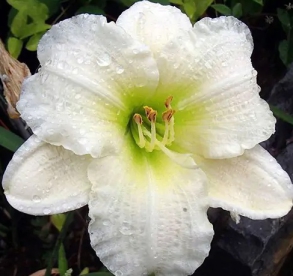 Päevaliilia ´Gentle Shepherd´ (Hemerocallis)